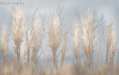 Фотообои De-Art Золотая трава синий фон